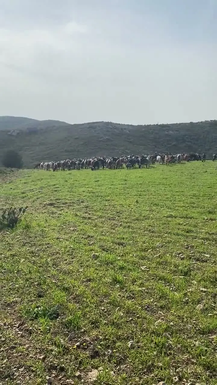 Chèvres dans la garrigue